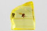 Tiny Fossil Scuttle Fly (Phoridae) In Baltic Amber #352850-1